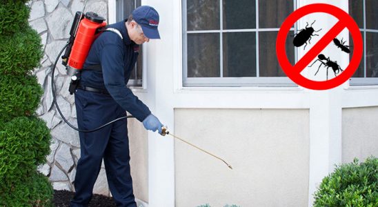 Nazilli Kene İlaçlama böcek ilaçlama ve haşere kontrolü — ilaclama-tr.com